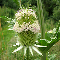 Schlitzblttrige Karde