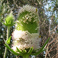 Schlitzblttrige Karde