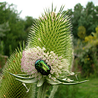 Schlitzblttrige Karde