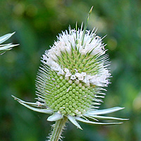 Schlitzblttrige Karde