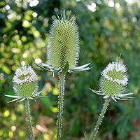 Schlitzblttrige Karde