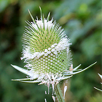 Schlitzblttrige Karde