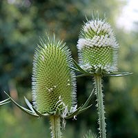 Schlitzblttrige Karde