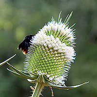 Schlitzblttrige Karde