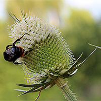 Schlitzblttrige Karde
