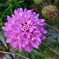 Purpur-Skabiose