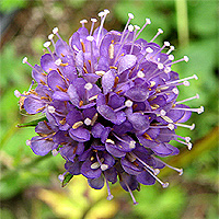 Gewhnlicher Teufelsabbiss