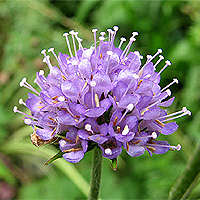 Gewhnlicher Teufelsabbiss