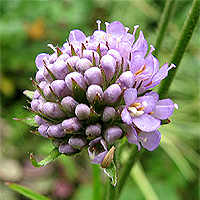 Gewhnlicher Teufelsabbiss