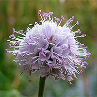 stlicher Teufelsabbiss