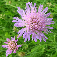 Wiesenwitwenblume