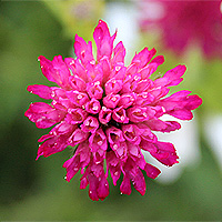 Mazedonische Witwenblume