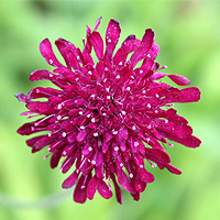 Mazedonische Witwenblume