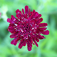 Mazedonische Witwenblume