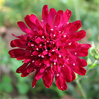 Mazedonische Witwenblume