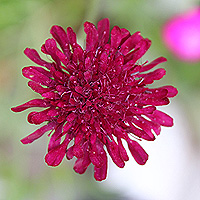 Mazedonische Witwenblume