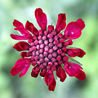 Mazedonische Witwenblume