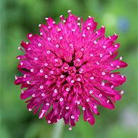 Mazedonische Witwenblume