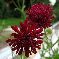 Mazedonische Witwenblume