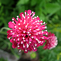 Mazedonische Witwenblume