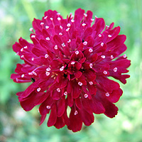 Mazedonische Witwenblume