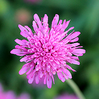 Mazedonische Witwenblume