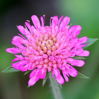 Mazedonische Witwenblume