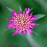 Mazedonische Witwenblume