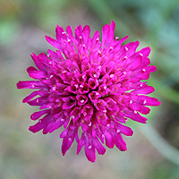 Mazedonische Witwenblume