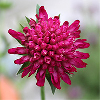 Mazedonische Witwenblume