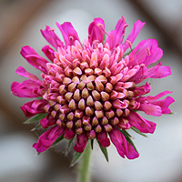 Mazedonische Witwenblume