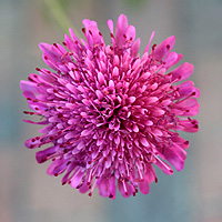 Mazedonische Witwenblume