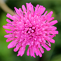 Mazedonische Witwenblume