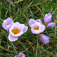Krokus