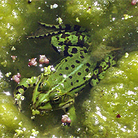Teichfrosch