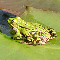 Teichfrosch