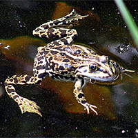 Teichfrosch