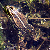 Teichfrosch