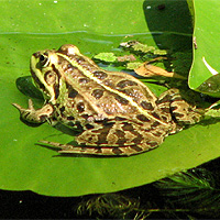 Teichfrosch