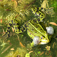 Teichfrosch