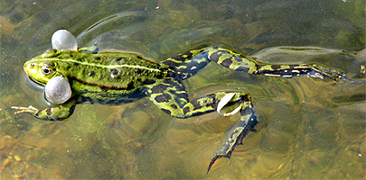 Teichfrosch