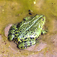 Teichfrosch