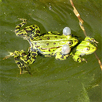Teichfrosch