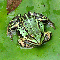 Teichfrosch