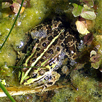 Teichfrosch