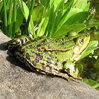 Teichfrosch
