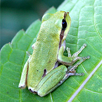 Laubfrosch
