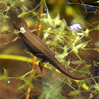 Teichmolch