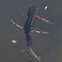 Teichmolch