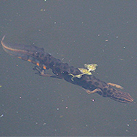 Teichmolch